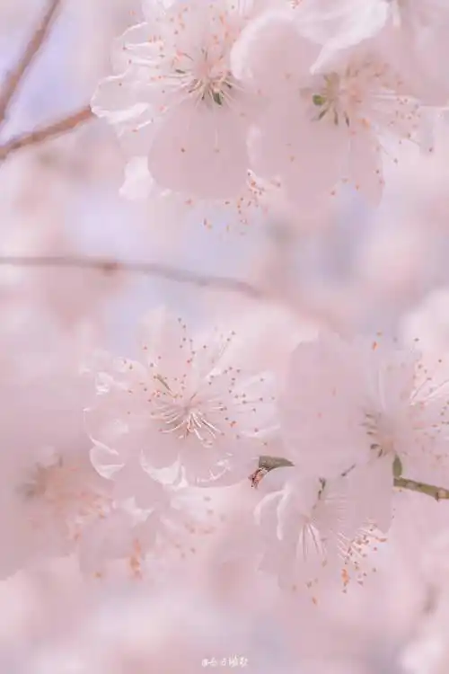 好看的樱花壁纸