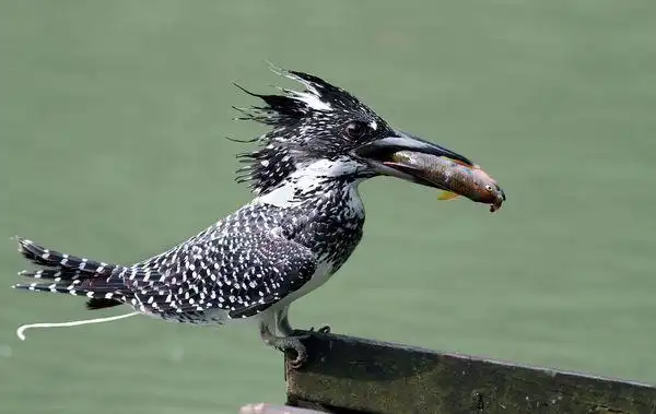 全身黑色,布满白点,头上的毛竖起,嘴尖长这是什么鸟?