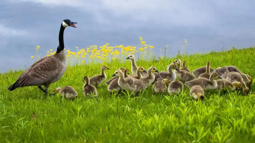 北伊利诺伊大学校园内野生鸟类美洲雁