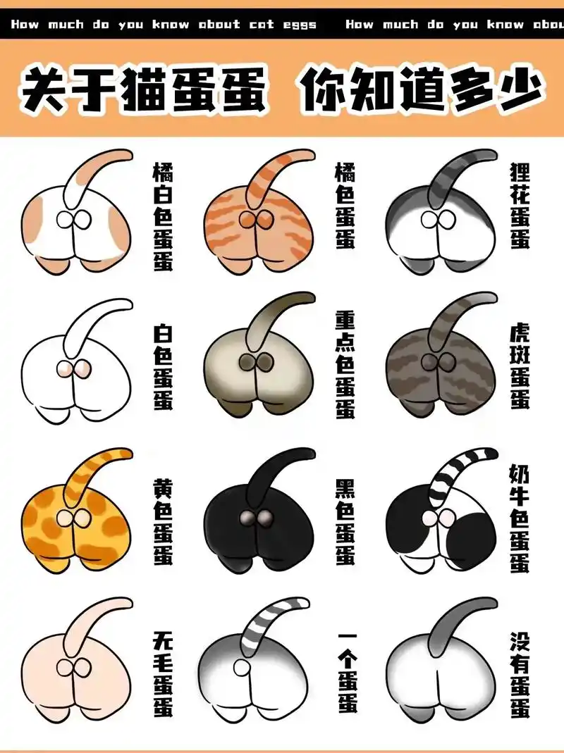 仓鼠的蛋蛋居然比猫的还大!