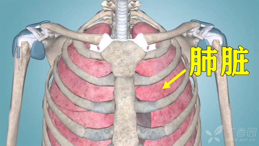 肺脏3d解剖(原创视频)-肺的位置,计数肋的方法及闭式引流术放管位置