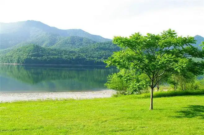 湖边绿色草地和绿树摄影图片