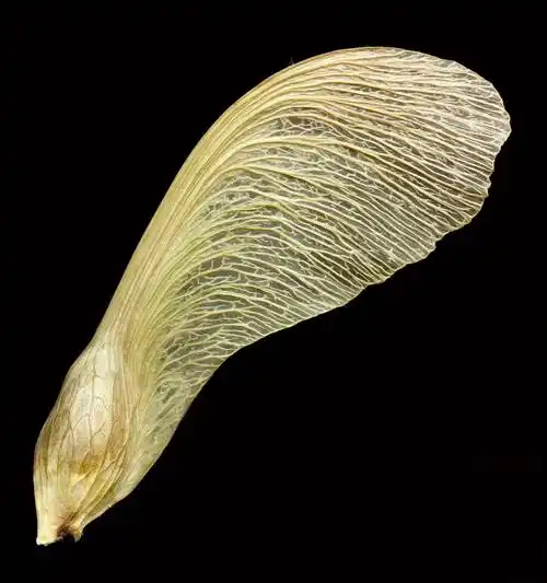 世界上那些奇形怪状的种子,每一颗都孕育着希望,你知道几种?