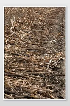 收割后的玉米杆在摆放地上