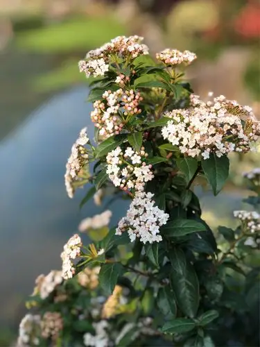 观赏性植物——地中海荚蒾