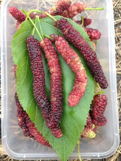 【台湾长果桑熟了】黑了嘴巴甜了记忆.甜过初恋的味道!