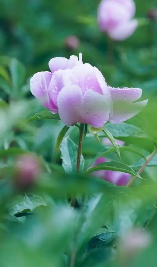 鲜艳唯美的花朵