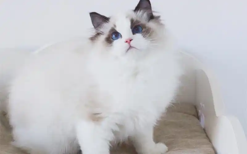 海双小布偶猫找家中