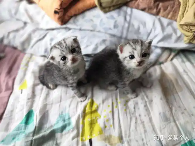 美短和狸花的串串长什么样子颜值能崩到什么程度