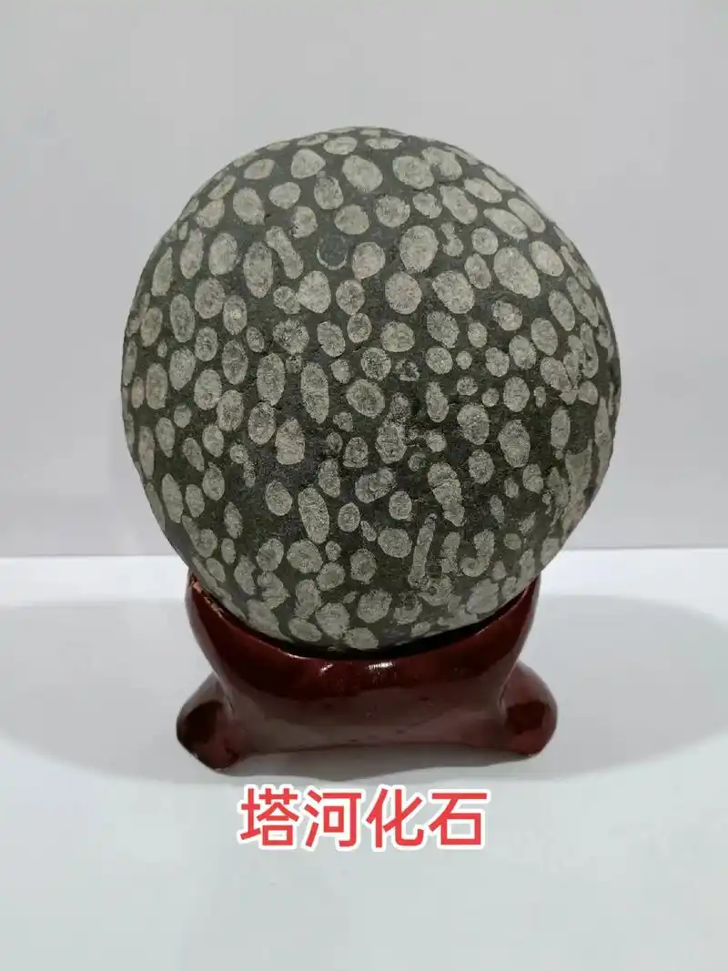 阿克苏塔河化石,#纯天然奇石  - 抖音