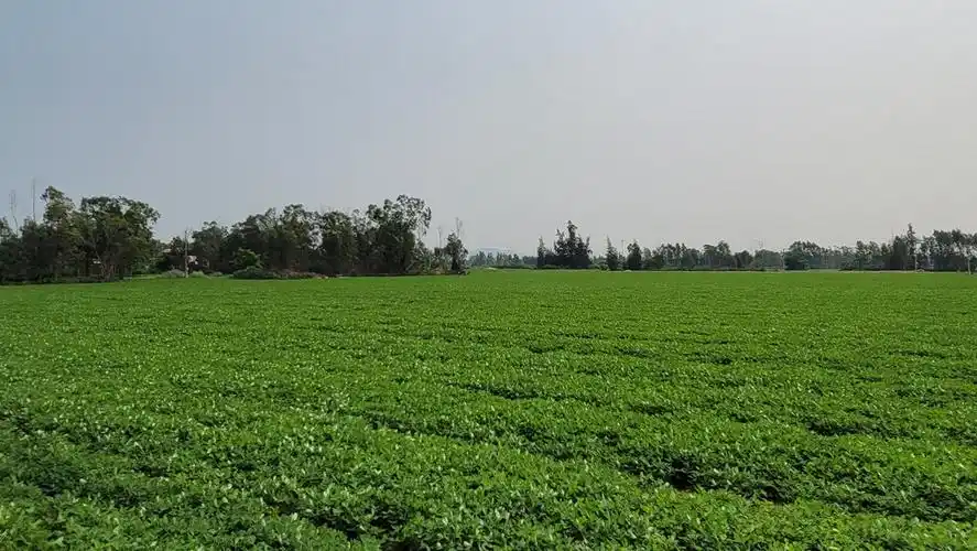 "白胖子"变"金豆子" 海南东方万亩花生喜丰收--人民网海南频道--人民