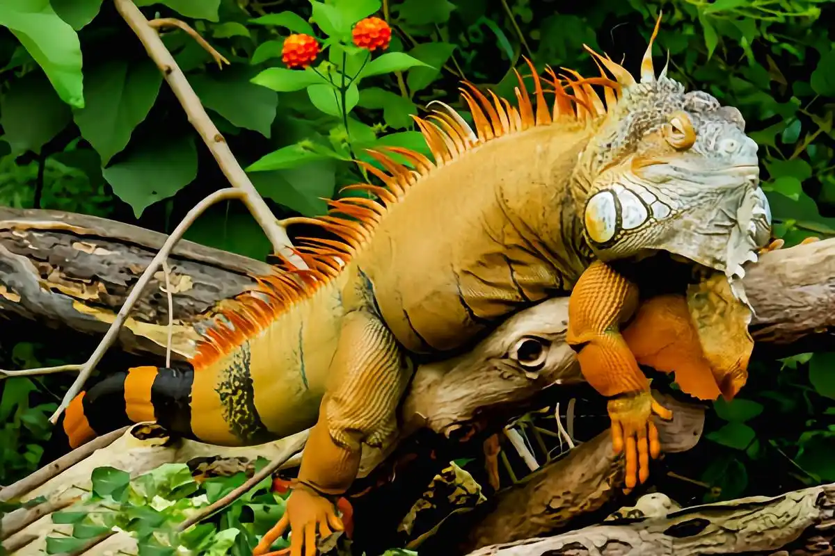 跨年创作挑战赛# 绿鬣蜥别名美洲绿鬣蜥是美国常见的宠物蜥蜴.