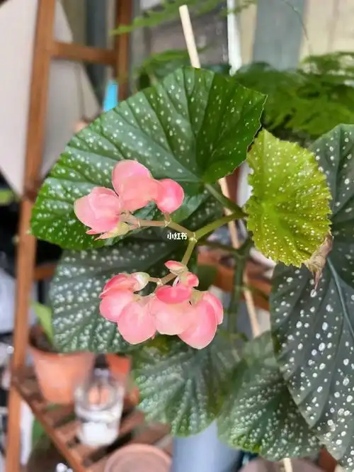 我的一百种植物no18竹节海棠