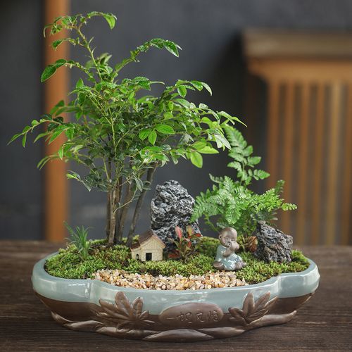 丛林小叶紫檀树苗紫檀盆景室内常绿植物名贵花卉盆栽四季好养盆景