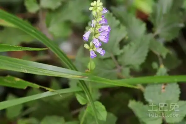 紫参别名叫做大理茜草,红根,色子片等,属于茜草目茜草科的草本植物.