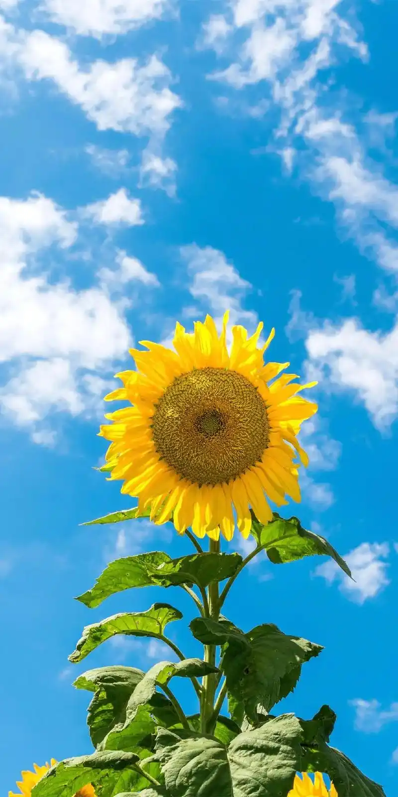 创作灵感 #向日葵 #手机壁纸 - 抖音