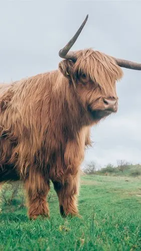 公牛在草地上,牛角,毛皮 iphone 壁纸