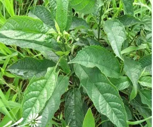 药材| 蓼大青叶