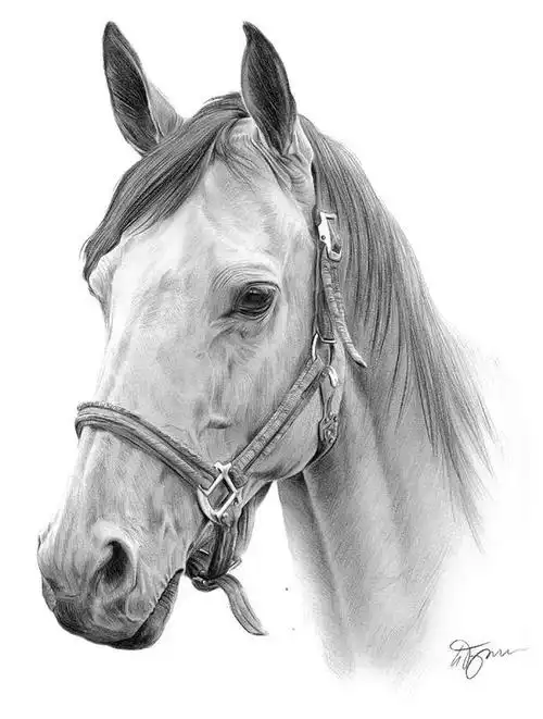一骑绝尘的素描功底最英俊潇洒的马儿