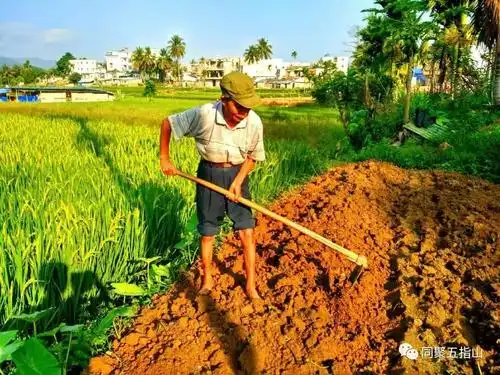 勤劳的五指山农民,这季水稻长势还很好五指山森林湖小区的物业人摄友