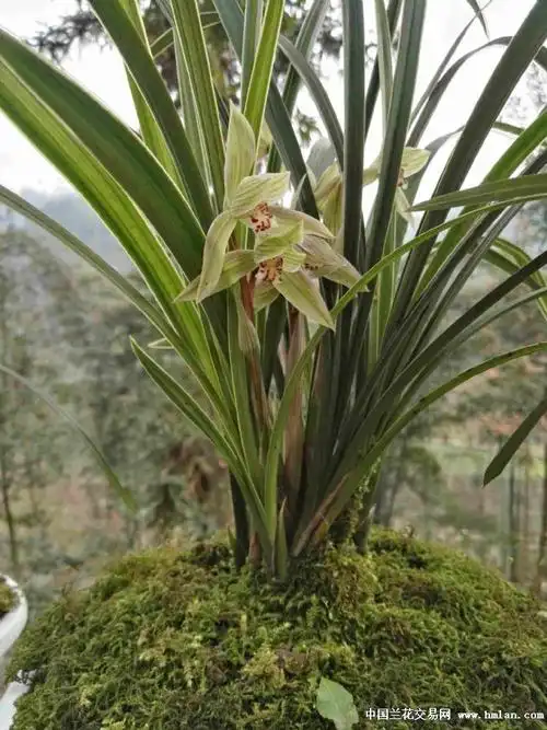 春剑花开-新手养兰-中国兰花交易网社区