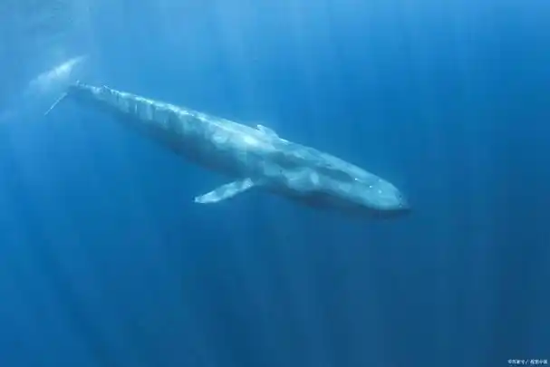 蓝鲸有什么生活习性