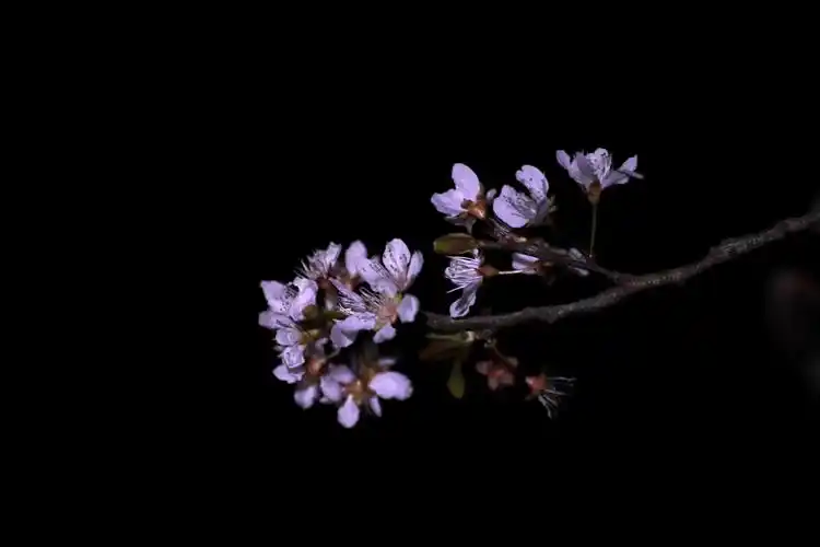 【古风古韵,紫李飘香】