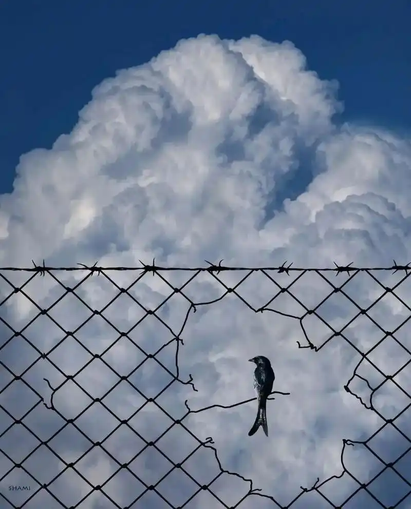 9张有趣的动物图片.  摄影师令人惊叹的的作品!#动物