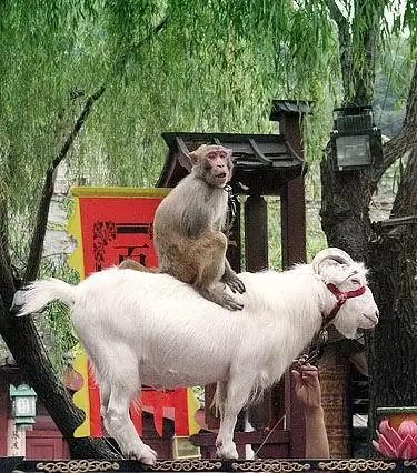 【小麦原创】猴子与羊de爱情 - 小麦的日志 - 网易博客