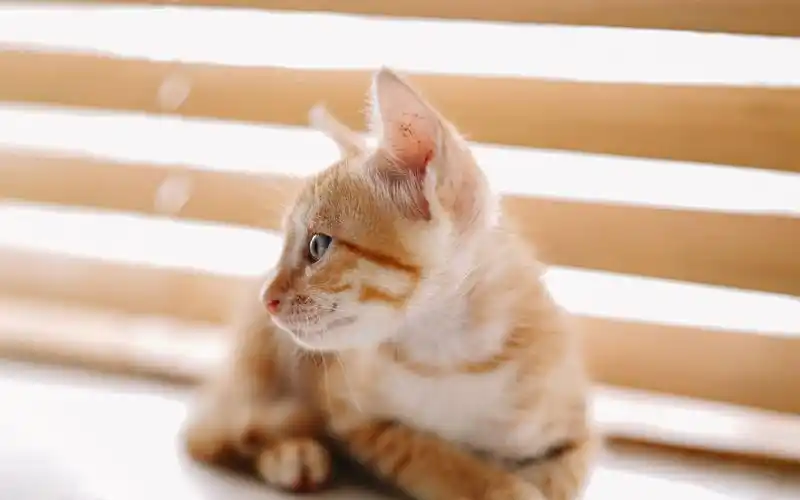 可爱简单小橘猫壁纸_特别萌的小橘猫