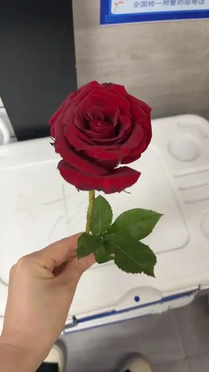 如果太累那就送你一朵花吧 #玫瑰95 一眨眼就六月份了,努力搬砖吧