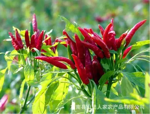 朝天椒 舌尖品种 干鲜食皆可 产量高 江西赣南特产