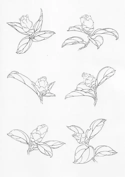 【国画教程】工笔画茶花画法及茶花白描画谱_国画教程_零二七艺考