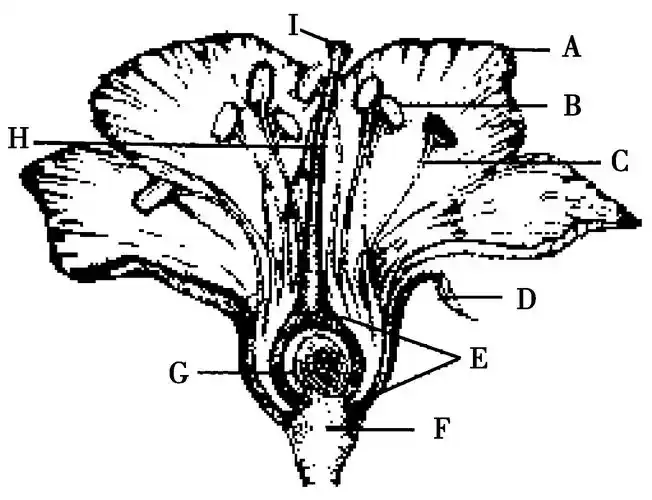 在花的基本结构图,请仔细观察并回答问题.(括号内填写字母,横线上填写