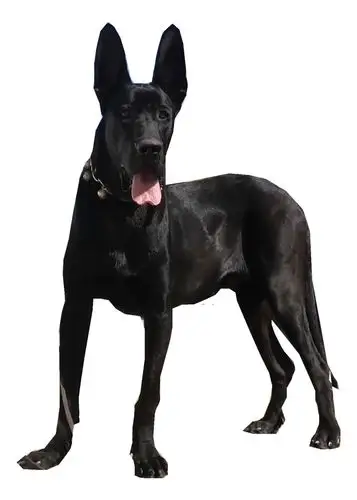 黑狼狼犬幼犬纯种中华活体大型军犬幼崽墨界畜牧