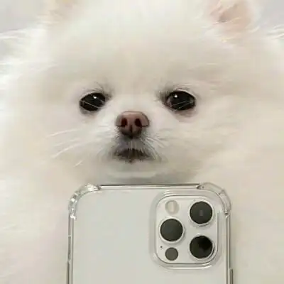 可爱的小动物头像图片