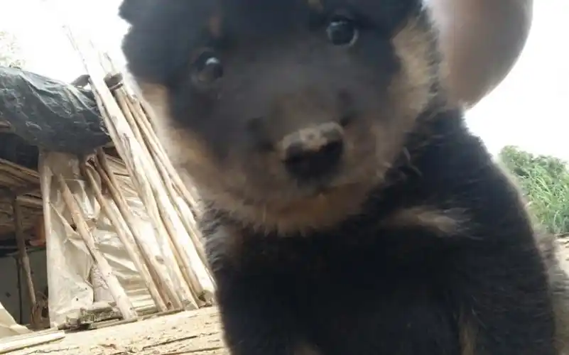 四眼铁包金土狗