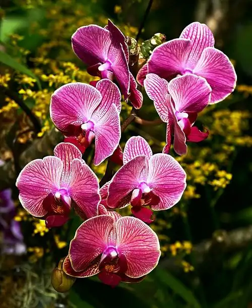 二月春晓植物园(温室热带植物展各种植物花卉琳琅满目竟相盛开) - 美