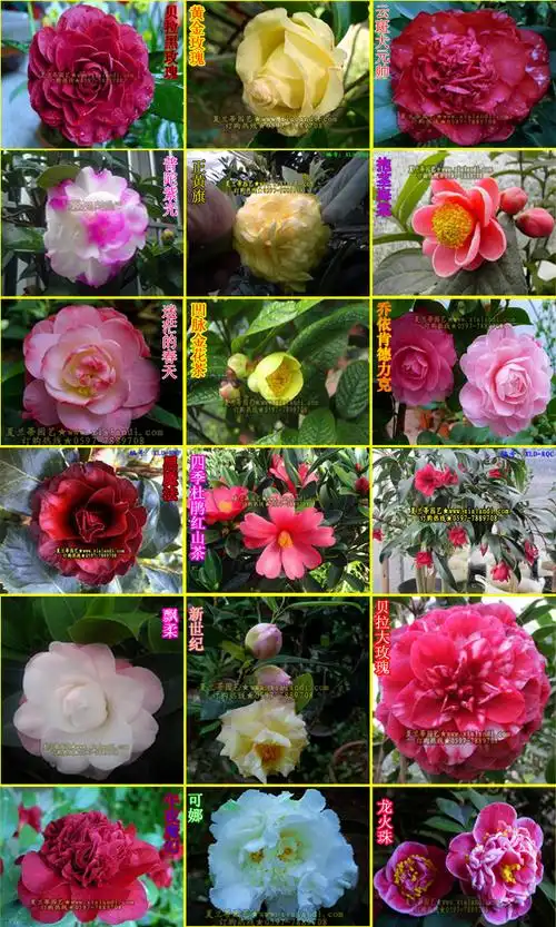 茶花品种介绍及图片(四季茶花品种介绍及图片)