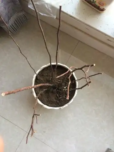 淘宝上买的蔷薇苗,今年五一种下的,回来的时候有几片叶子全干枯啦!