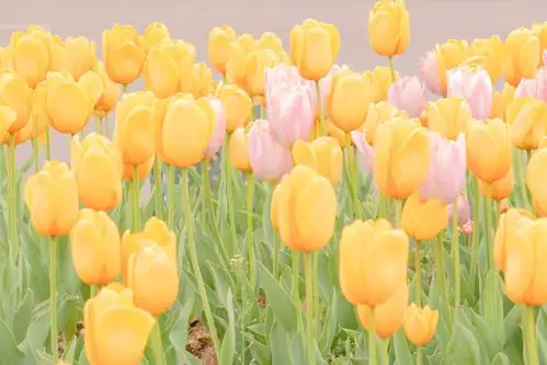 手机壁纸背景图/动漫壁纸高清壁纸/摄影/简约/可爱/少女心/纯色壁纸