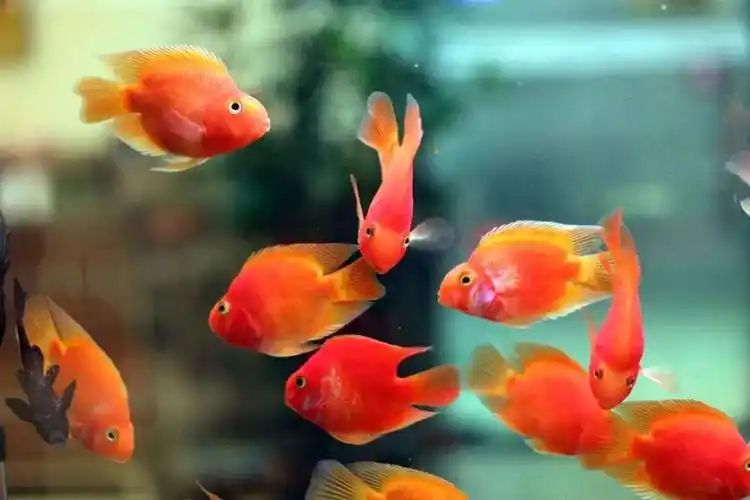 风水大师鱼虽能招财旺运风水鱼但不能随便养否则后患无穷