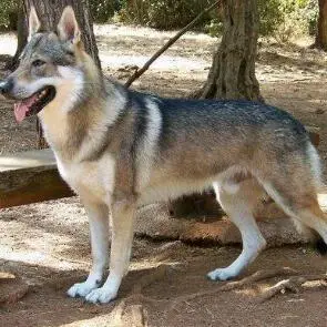 捷克狼犬百科-捷克狼犬天敌|图片-排行榜123网