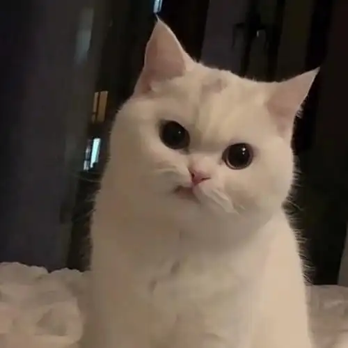 猫咪日常  #萌宠  #喵喵  #吸猫  #咬牙  #咬牙切齿  #凶  #奶凶奶