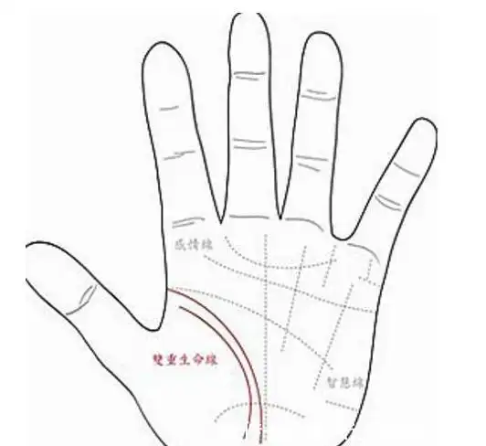 有两条生命线的手相,必定是长寿之人