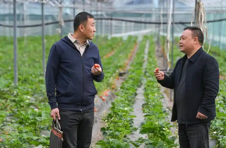 新华全媒 ·乡村"新职业"丨农业经理人何书勤:大巴山区乡村振兴带路人