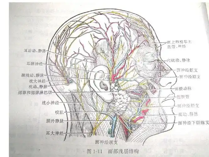 第18页 (共60页,当前第18页) 你可能喜欢 口腔颌面部解剖 面部神经