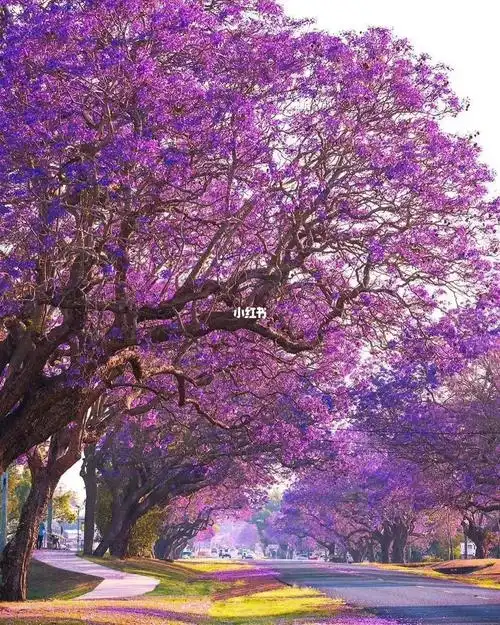 蓝花楹花语为"在绝望中等待爱情",因此,有人戏称为"单身狗之花".