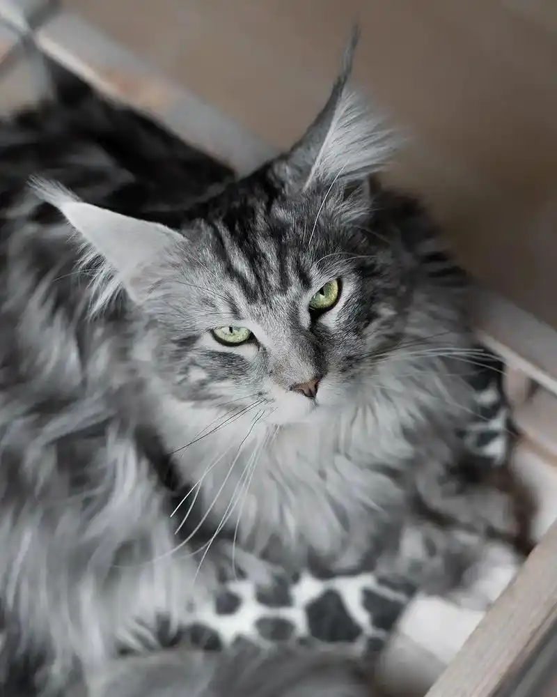 银虎斑缅因猫多少钱一只?