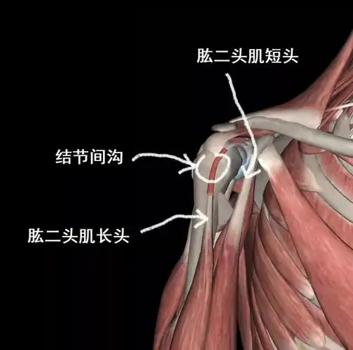 间沟之中,肱骨大小结节形成一个凹槽,将肱二头肌长头限制在凹槽里活动